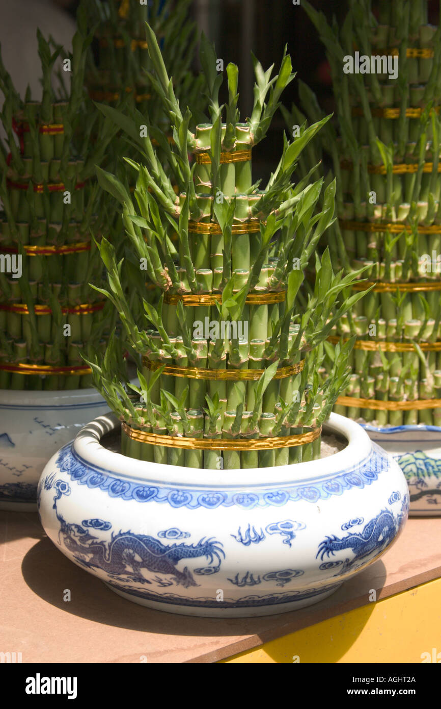 cactus water drink Dezo Spiked Cactus Water – DrinkDezo main image 1