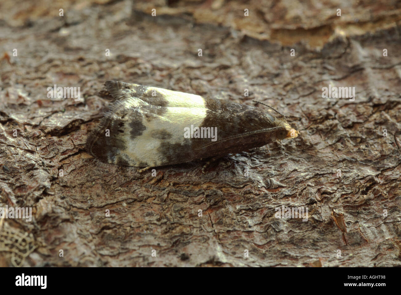 Motte Epiblema cynosbatella Stockfoto