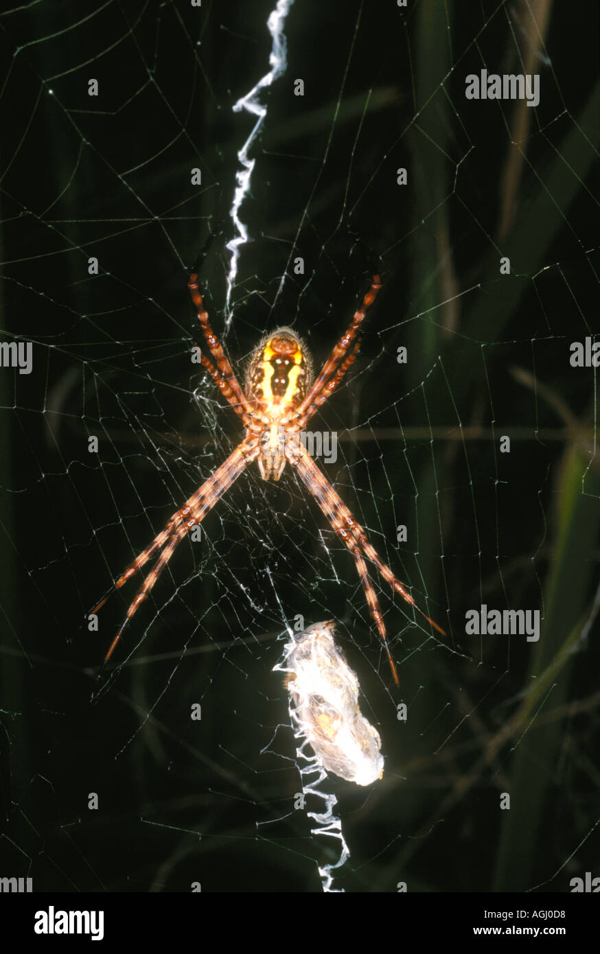 Weibliche St Andrews Cross Spider Argiope Keyserlingi ist eine gemeinsame australische Spinne Stockfoto