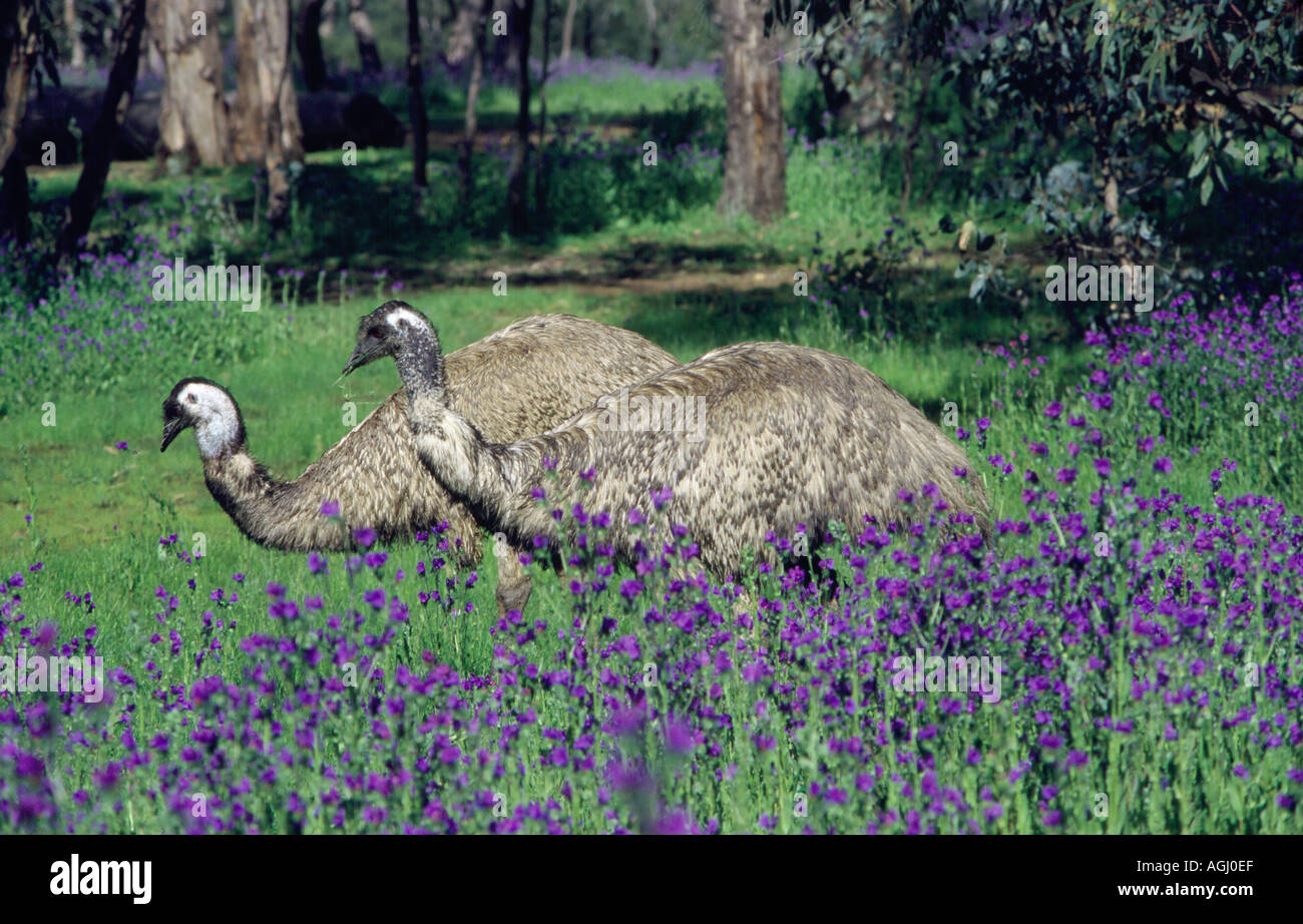 Zwei Emus, Dromaius novaehollandiae, füttern in einem Fleck lila Blüten. Warrumbungle National Park, Western NSW, Australien Stockfoto