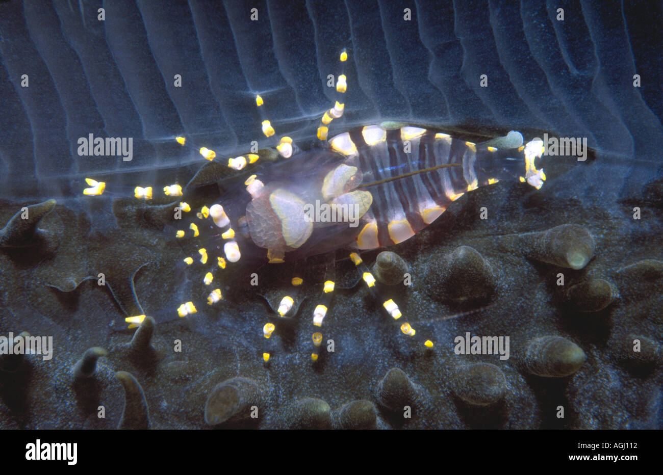 Corallimorph Garnelen, Pliopontonia Furtiva auf Amplexidiscus Fenestrafer versteckt. Stockfoto