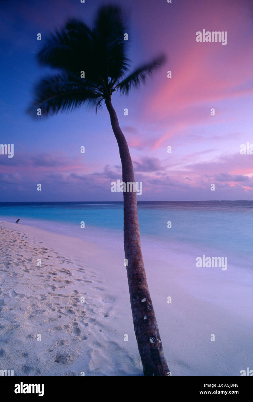 Dawn Palme am Strand Kuda Bandos Nord Male Atoll Malediven Stockfoto