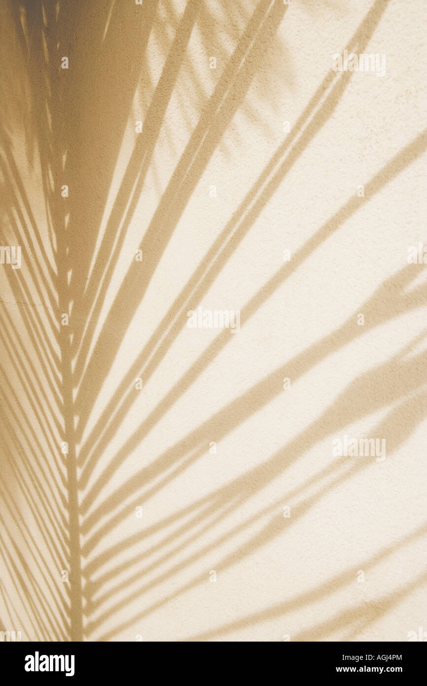 Nahaufnahme von Shadow of ein Palmenblatt an einer Wand Stockfoto