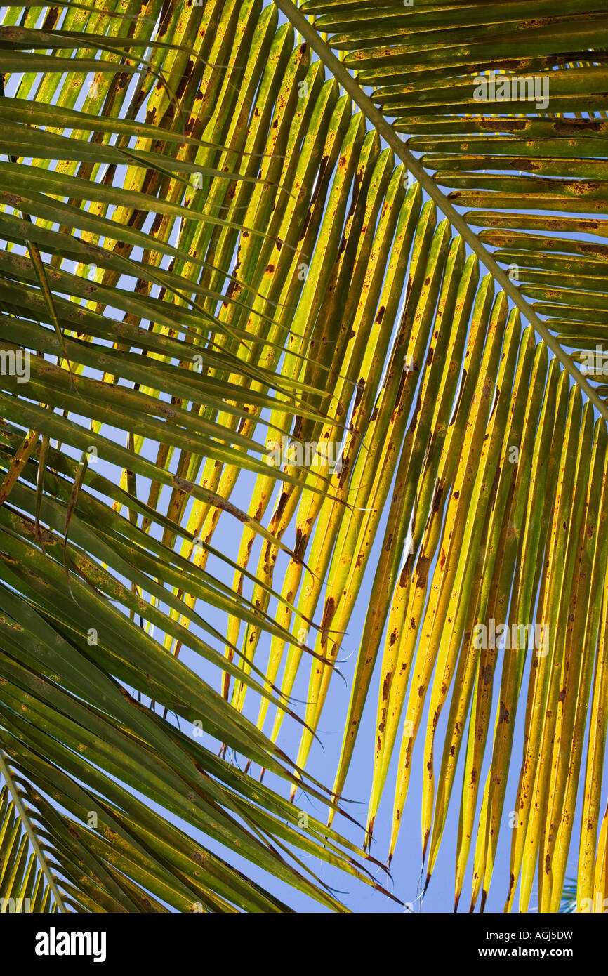 Nahaufnahme von Palmblättern Stockfoto