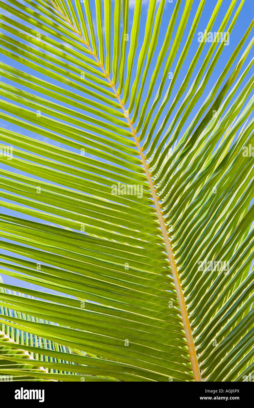 Nahaufnahme von einem Palmblatt Stockfoto