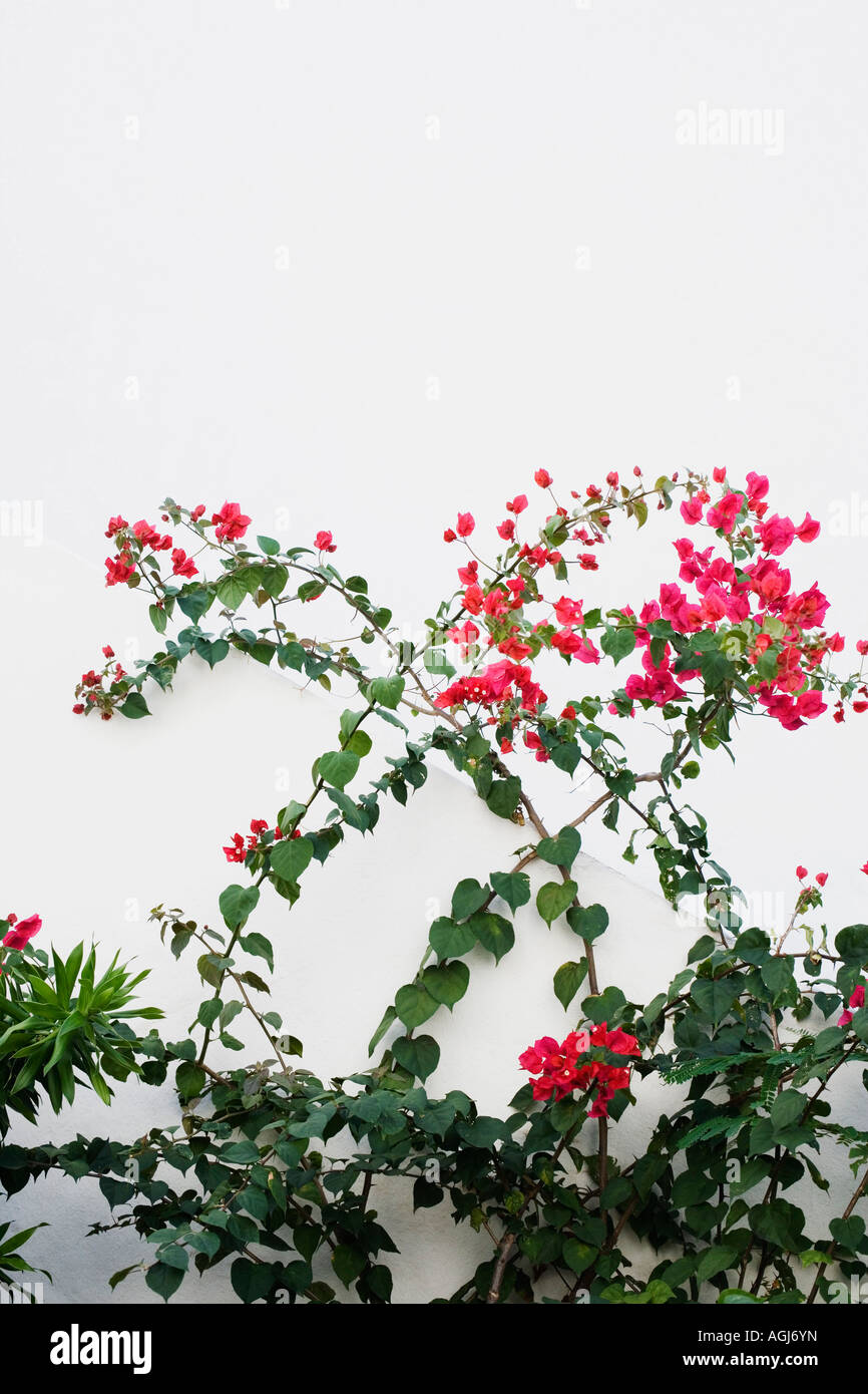 Nahaufnahme von rosa Blüten auf Pflanzen Stockfoto