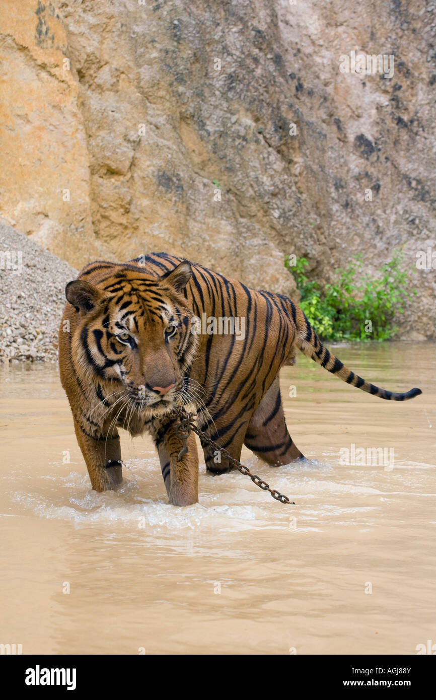 Indo-Chinese Badende Tiger am Kanchanaburi Tiger Tempel; Captive Tiere in Zuchtprogramm und als teure Touristenattraktion, Thailand verwendet Stockfoto