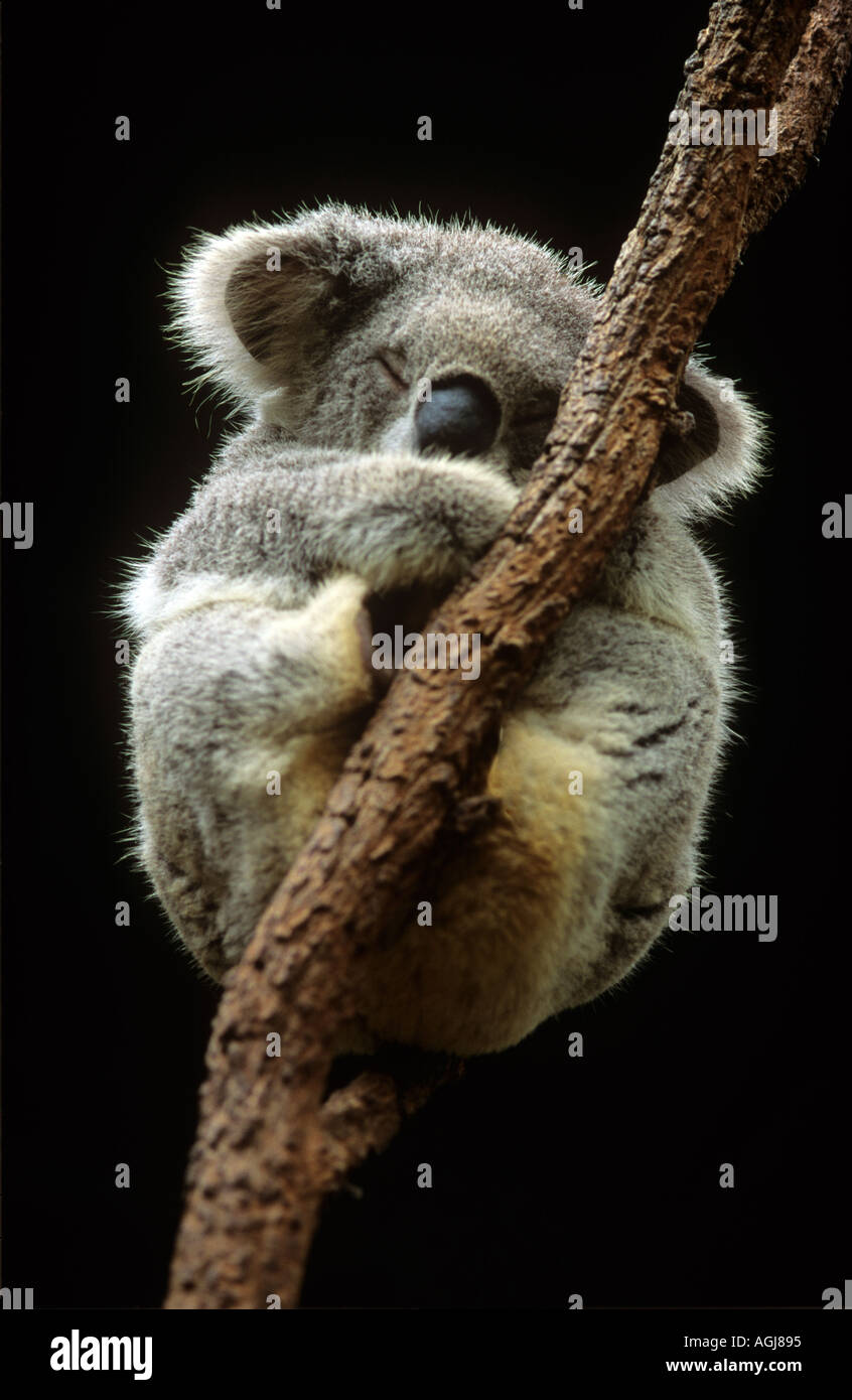 Koalabär schläft in einem Eukalyptus Baum Sydney Australien Koalas schlafen zu verdauen ihre Nahrung bis zu zwanzig Stunden am Tag Stockfoto