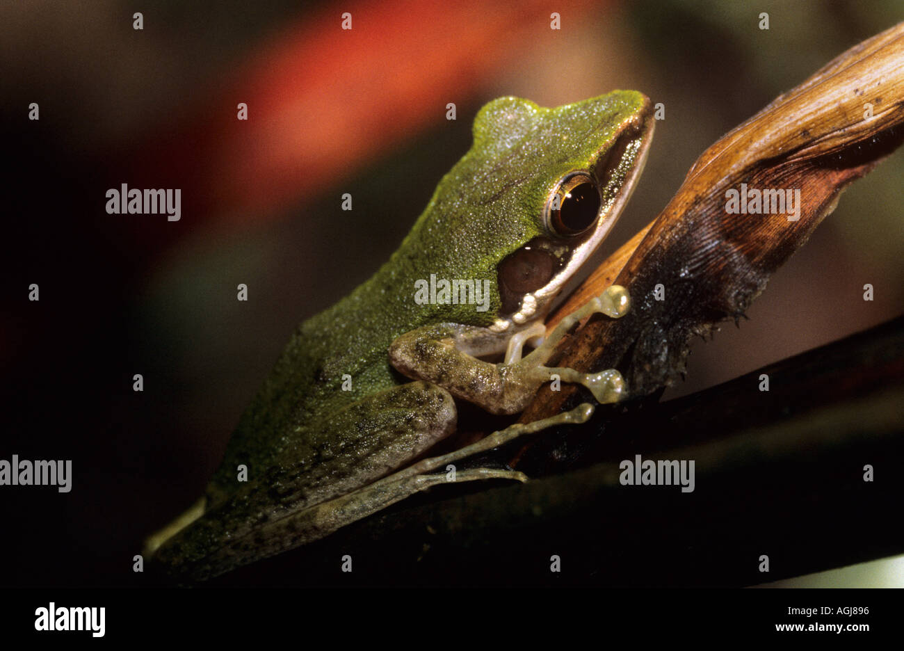 Regenwald-Frosch sind nachtaktive Sabah Borneo Stockfoto