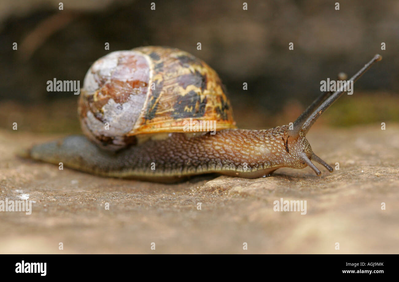 Eine Nahaufnahme Seitenansicht einer gemeinsamen Schnecke (Helix Aspersa) Stockfoto