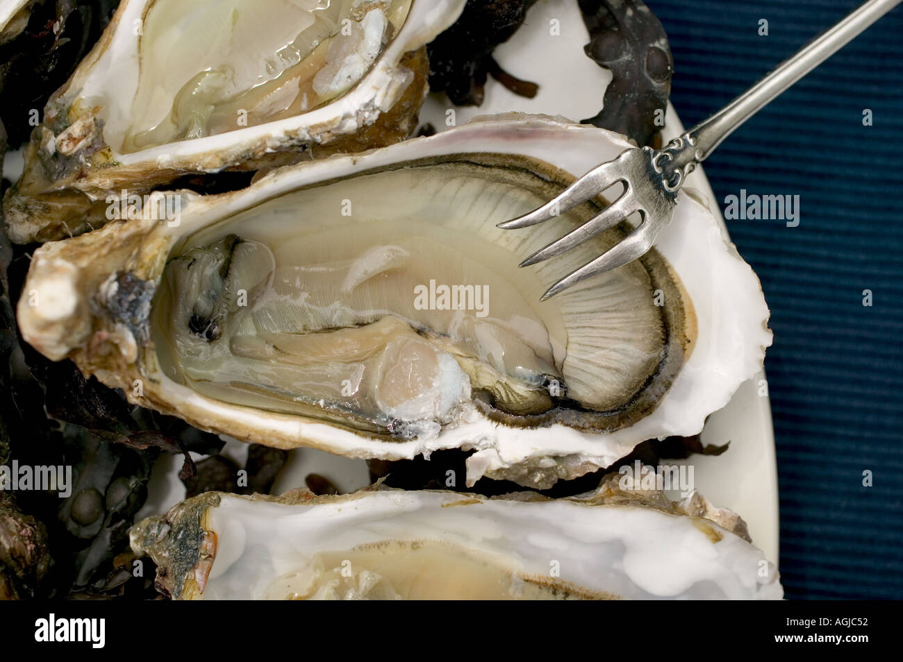 CANCALE CREUSE N ° 2 OYSTER UND EINE SILBERNE GABEL BRETAGNE FRANKREICH Stockfoto