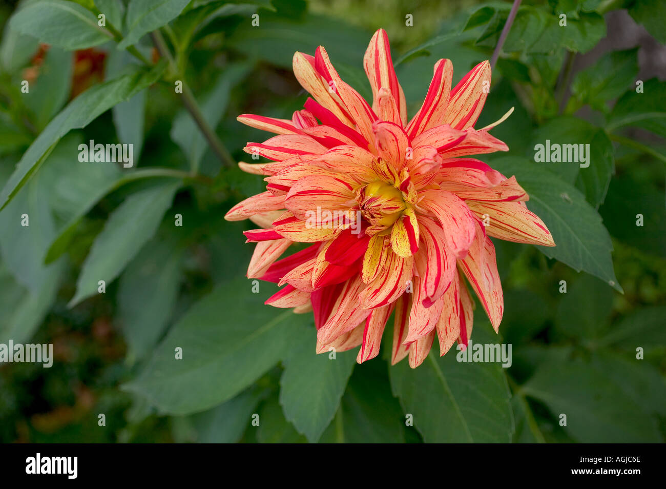 ROTE DAHLIEN BLUME BRETAGNE FRANKREICH Stockfoto