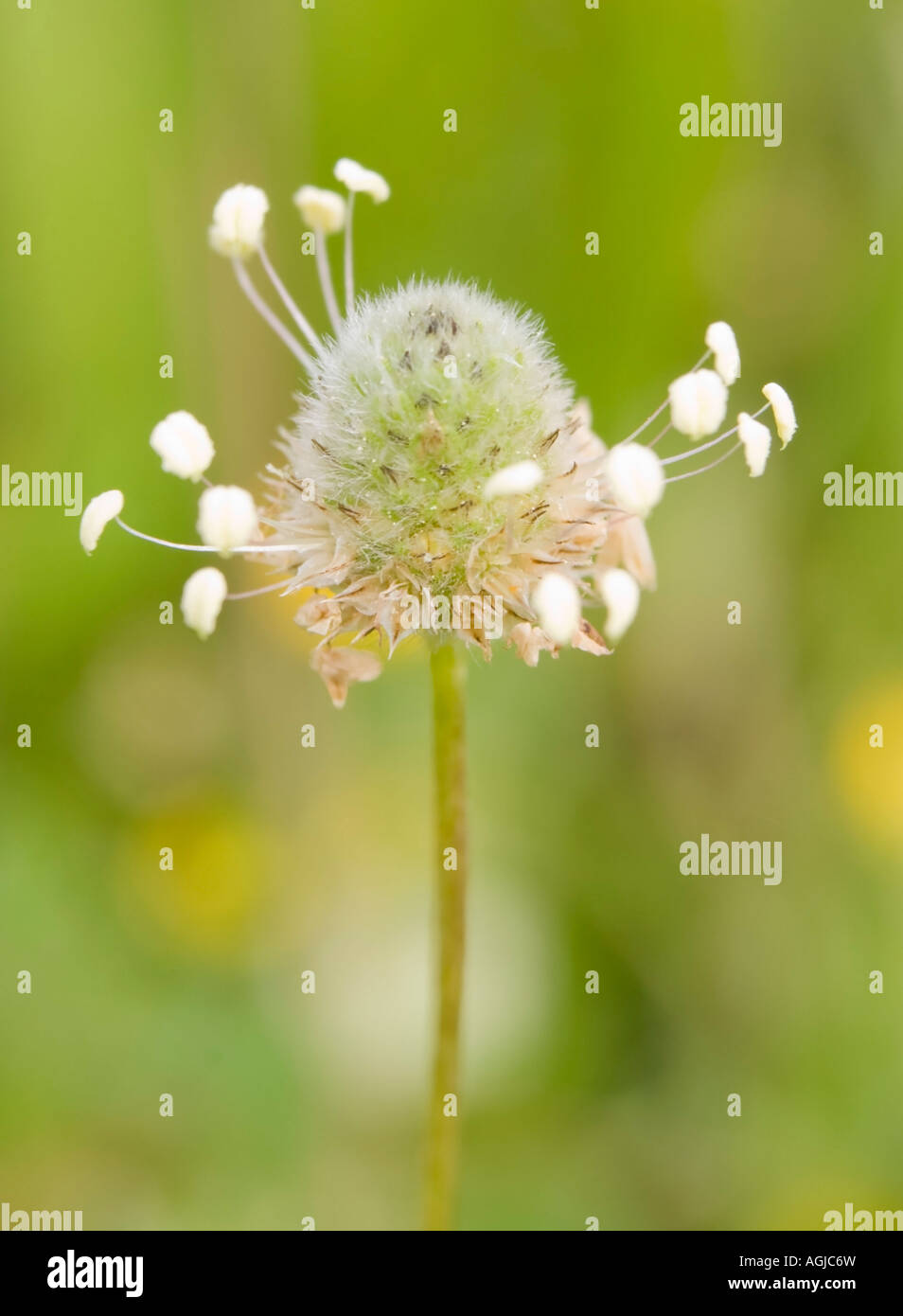 Blume Stockfoto