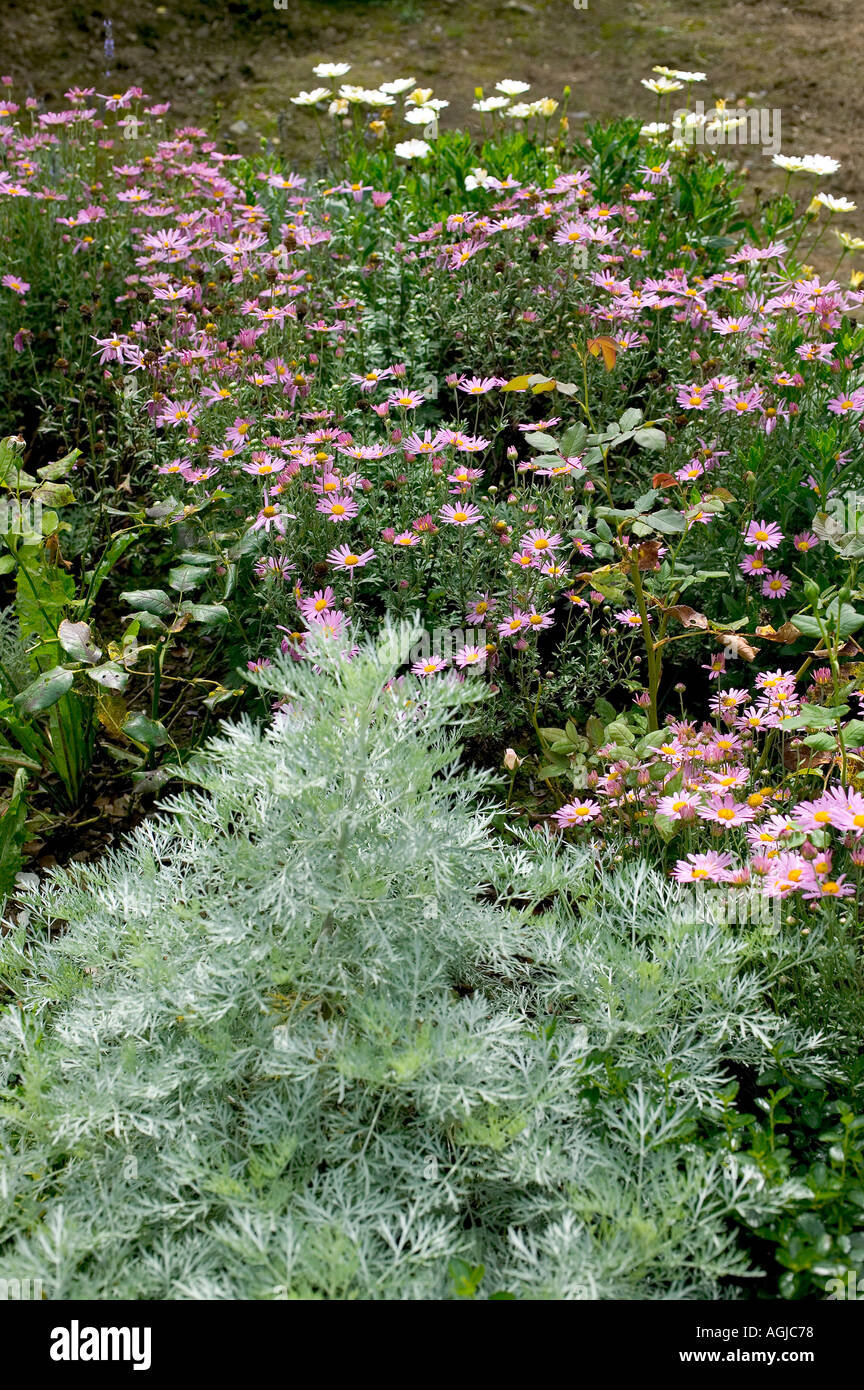 GARTEN MIT ARTEMISIA PFLANZEN UND MICHAELI GÄNSEBLÜMCHEN BRETAGNE FRANKREICH Stockfoto