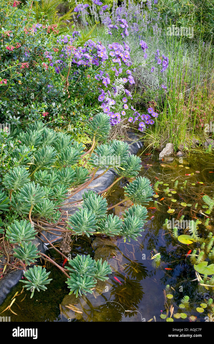 GARTENTEICH MIT ROTEN FISCHEN, PFLANZEN UND BLAUEN ASTERN BRETAGNE FRANKREICH EUROPA Stockfoto