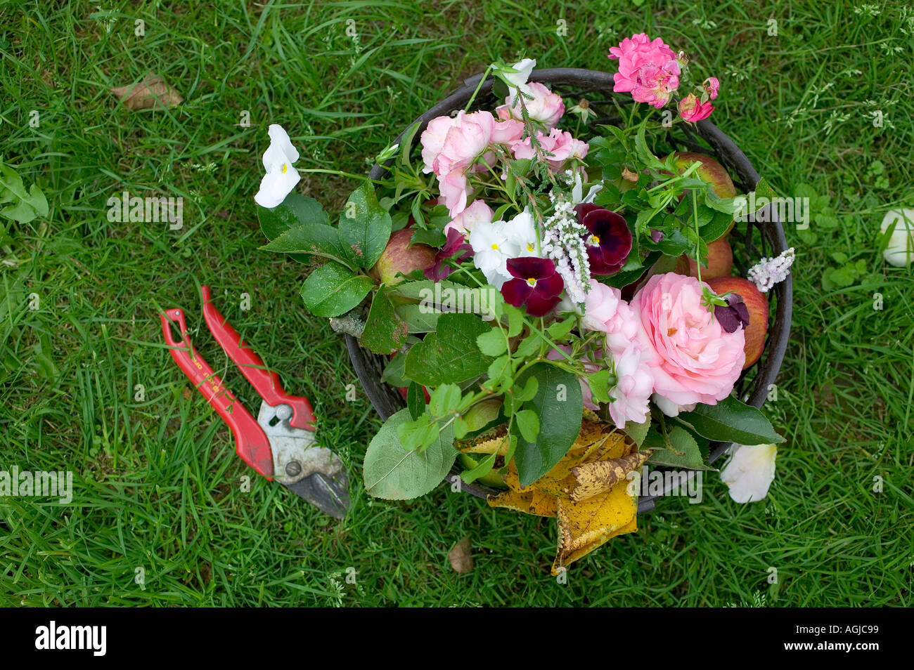 GESAMMELTEN BLÜTEN UND ÄPFEL MIT EIN PAAR DER BESCHNEIDUNG SCHEREN BRETAGNE FRANKREICH Stockfoto