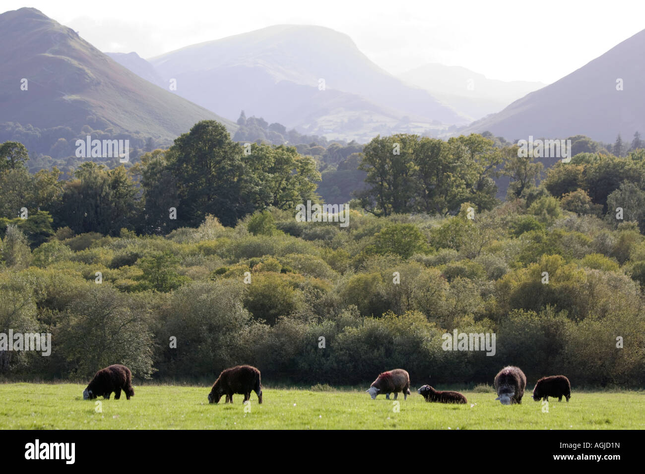 Crow am grünen See Parkplatz in Keswick Cumbria UK Seenplatte Blick auf Portinscale Stockfoto