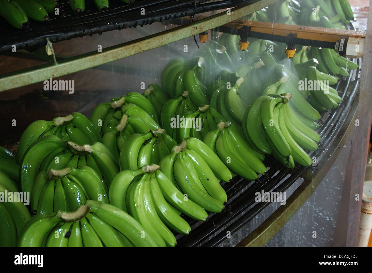 Bananen mit Wasser abgespült werden, vor dem Verpacken weit North Queensland Australien dsc 0039 Stockfoto