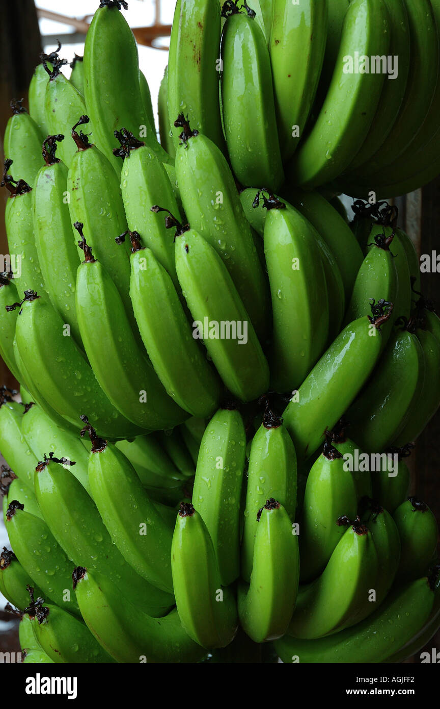 Cavendish Bananen hängen in einem Bündel weit North Queensland Australien DSC 0047 Stockfoto