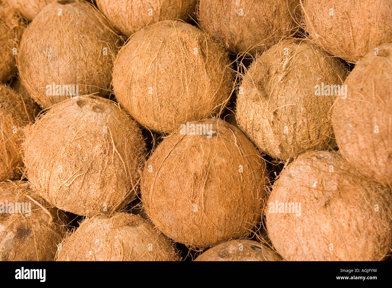 Gereifte Kokos-Frucht als Zutat zu vielen Filipino und asiatischen Gerichten. Stockfoto