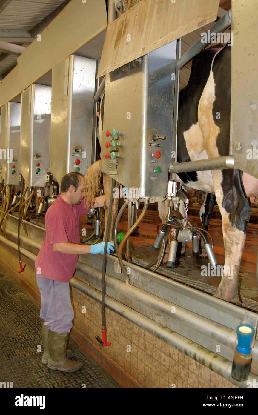 Melker prüft Geräte und ein Holstein-Dairycow in der Scheune auf einer Molkerei Central Valley Kalifornien USA Stockfoto
