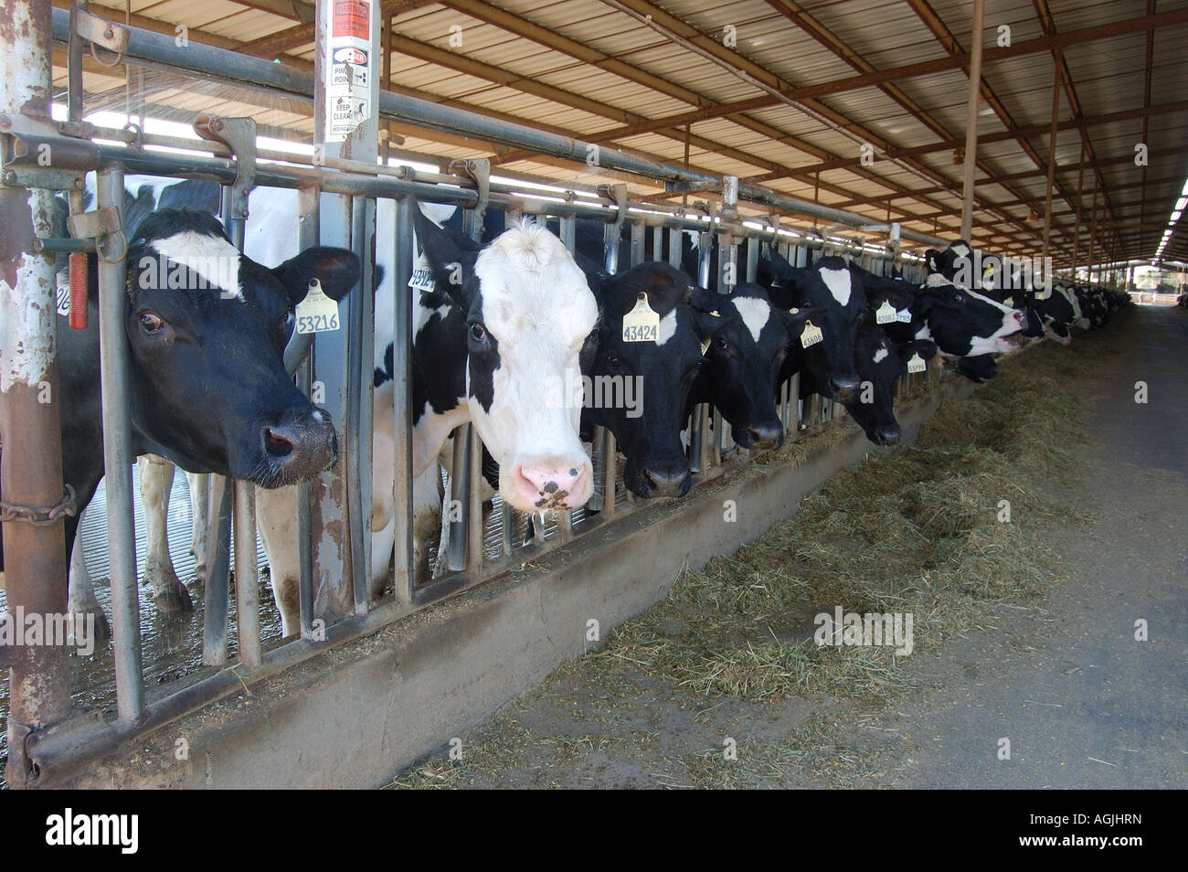 Holstein-Dairycattle in der Scheune auf einer Molkerei Central Valley Kalifornien USA Stockfoto