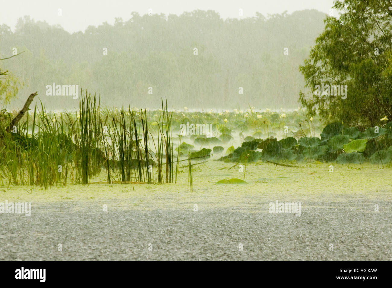 Texas-Sumpf Regen Sturm Stockfoto