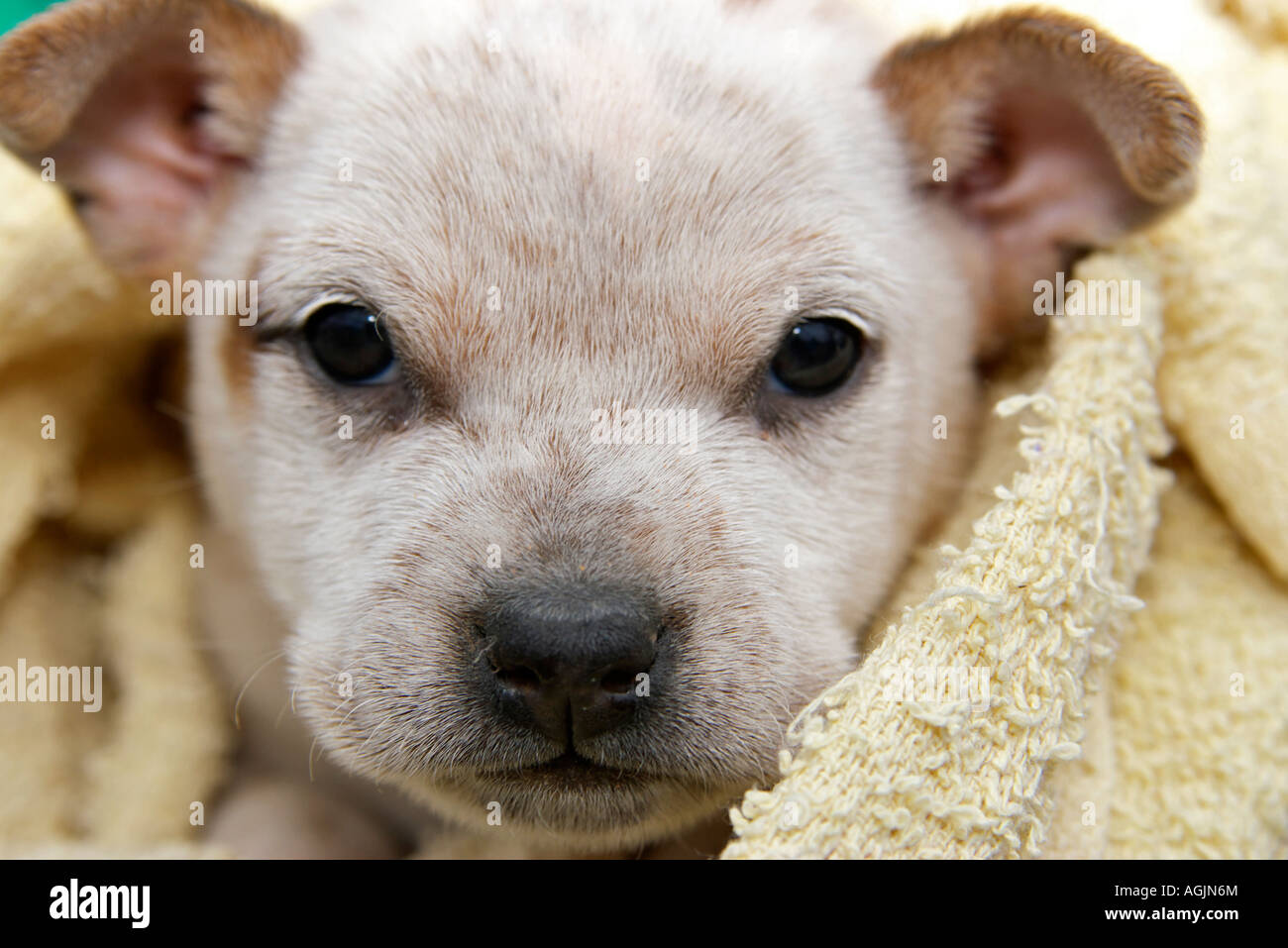 ein süße und liebenswerte Foxterrier Welpe Hund in eine Decke gehüllt Stockfoto