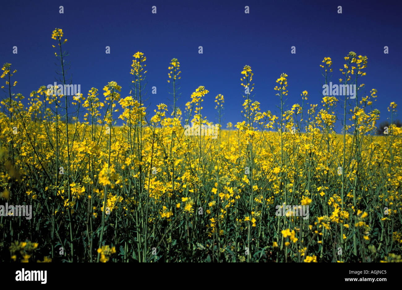 Ein Feld von Cole Saatgut in voller Blüte Stockfoto
