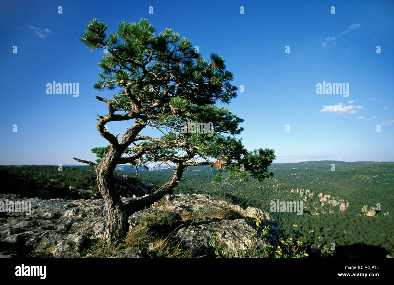 Montpellier-le-vieux Stockfoto