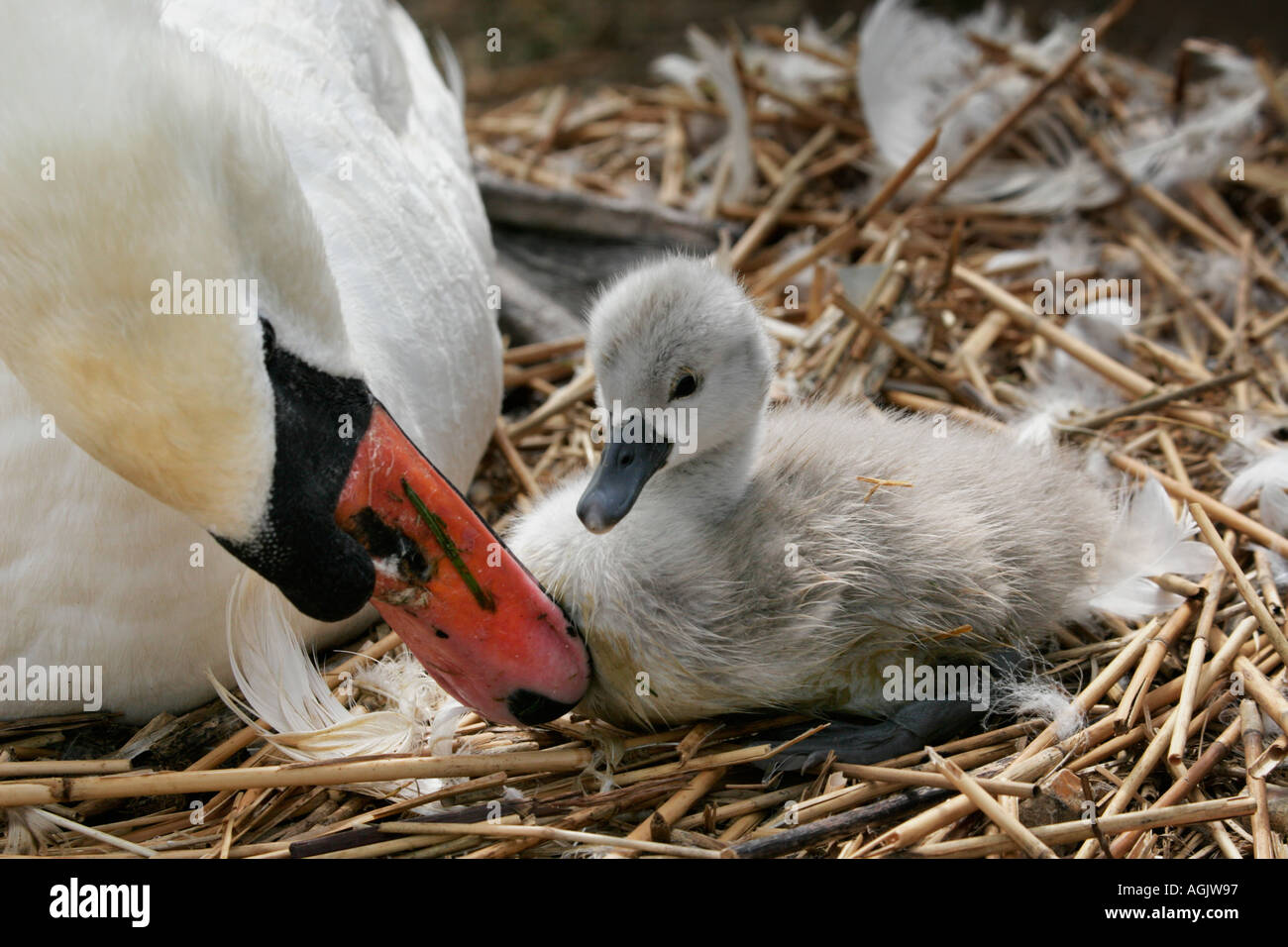 Swan und Cygnet auf Nest Abbotsbury Swannery Dorset England UK Stockfoto