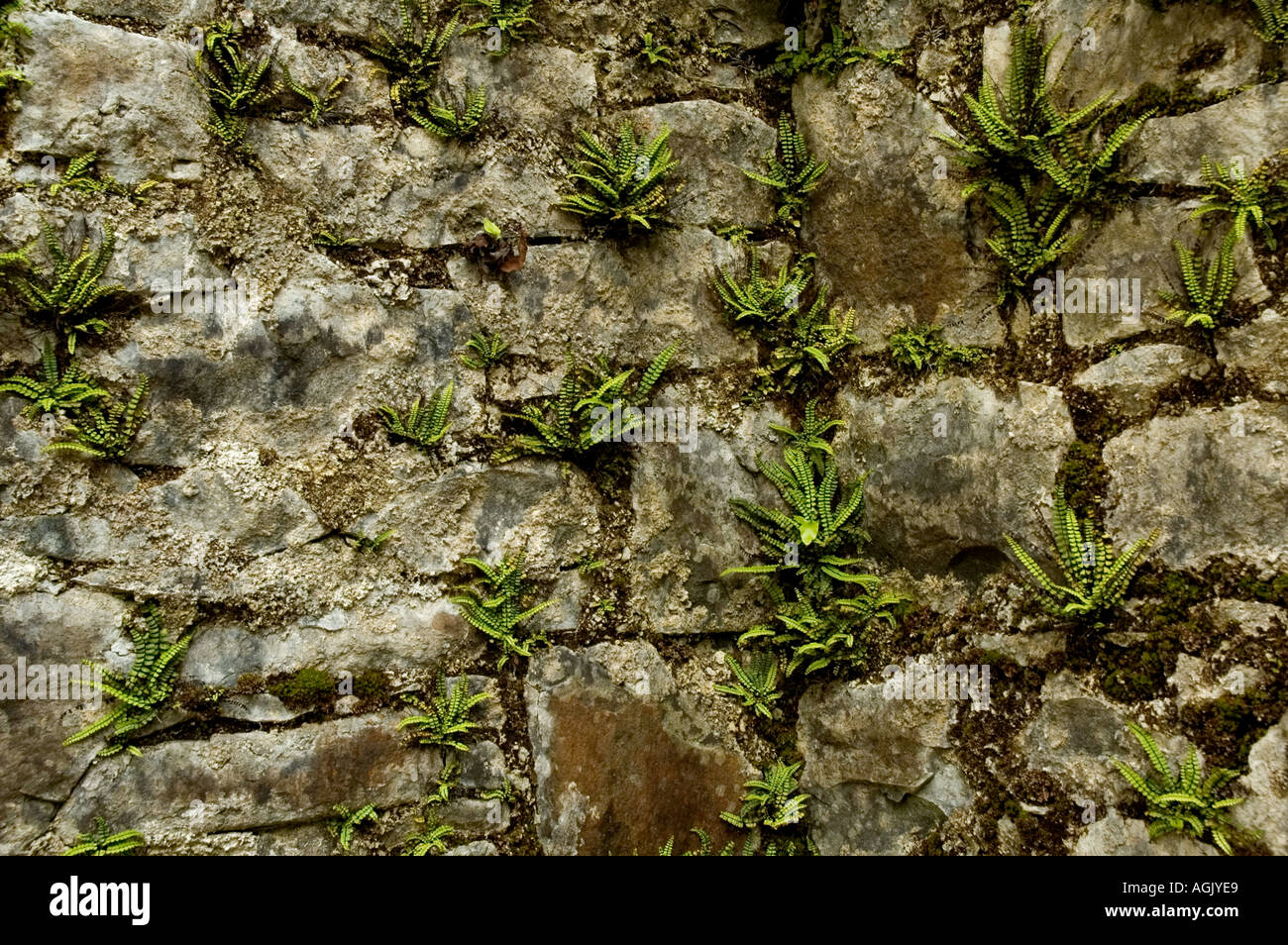Mehrere kleine Farne Pflanzen und Moos in den Ritzen der alten Stein Wand-Schottland Stockfoto