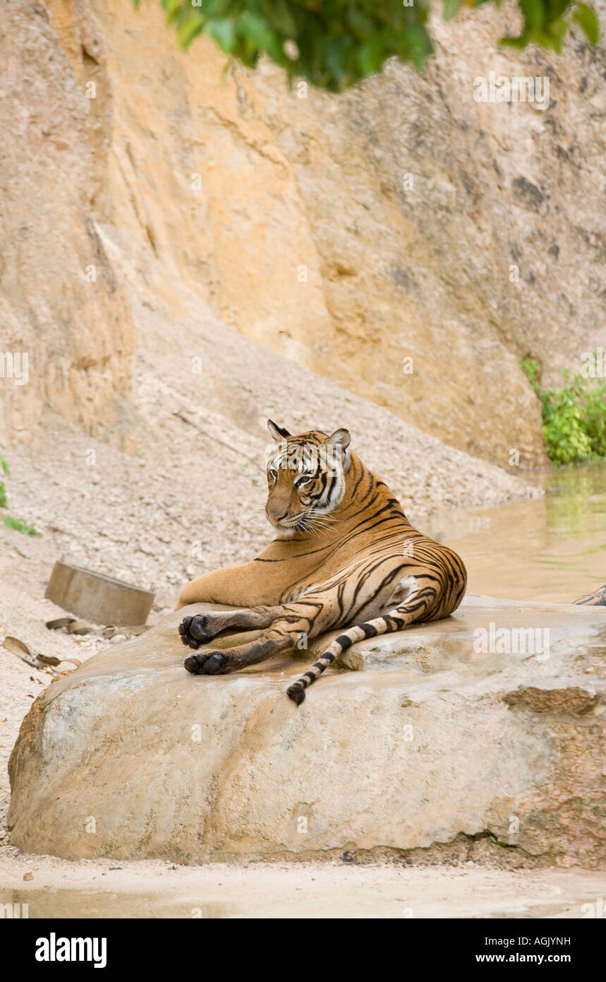 Tiger am Kanchanaburi Tiger Tempel; Gefangene Tiere in Zuchtprogramm und als teure Touristenattraktion Thailand, Asien verwendet Stockfoto