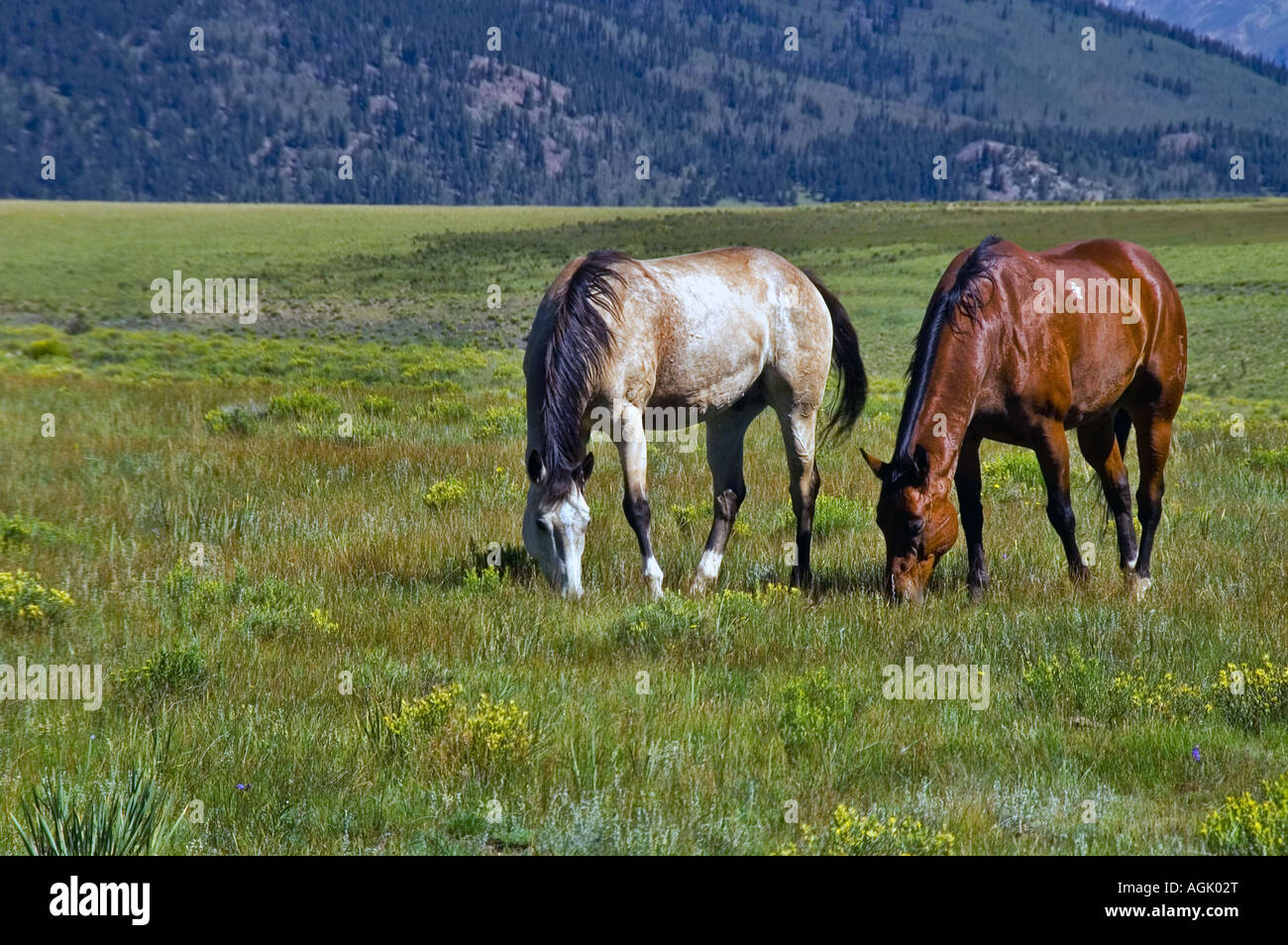 Pferde grasen auf einem Feld in Colorado Stockfoto