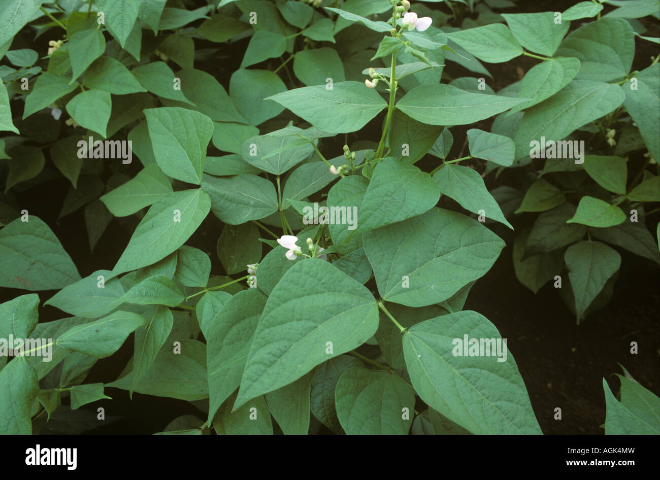 Cowpea oder schwarze Augen Bohnen Ernte in Blume Thailand Stockfoto