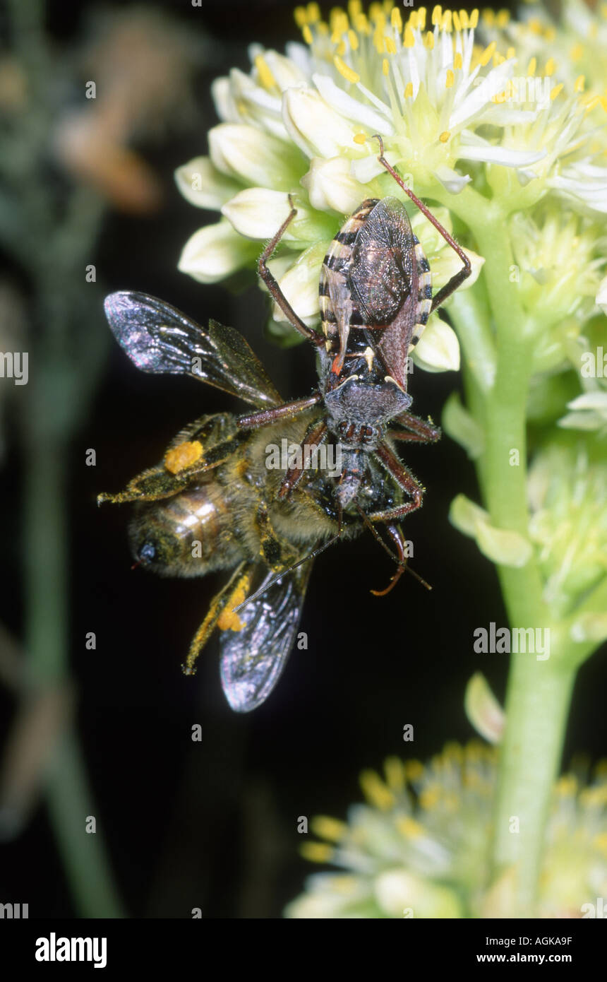 Assassin-Bug (Familie Reduviidae) Essen eine Honigbiene (Apis Mellifera) Stockfoto