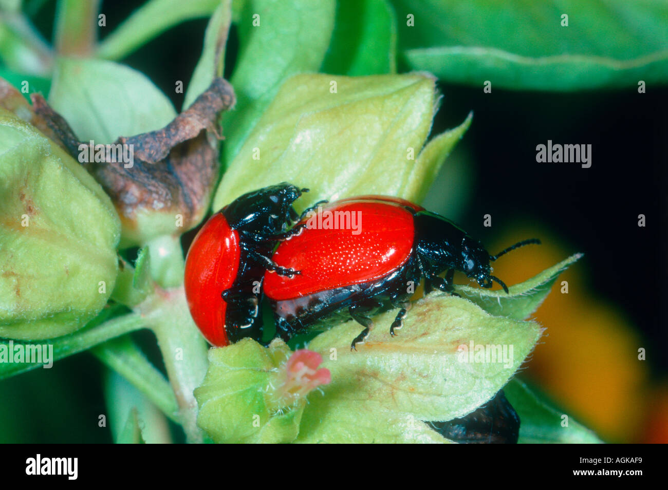 Pappel Blattkäfer, Chrysomela Populi. Paar Paarung auf Anlage Stockfoto