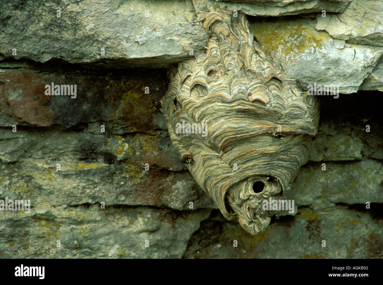 Bald-Faced Hornet, Dolichovespula maculata oder gelbe Jacken nisten aus Holzpulppapier, getarnt an einer Klippe im Mittleren Westen der USA Stockfoto
