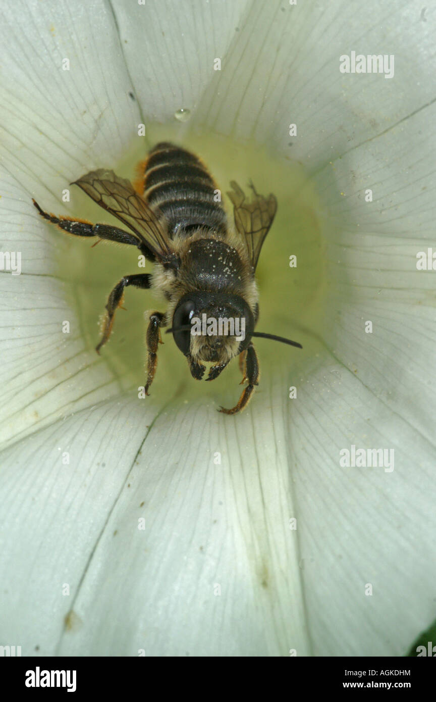 Blatt Scherblock Biene - Megachile-Arten Stockfoto