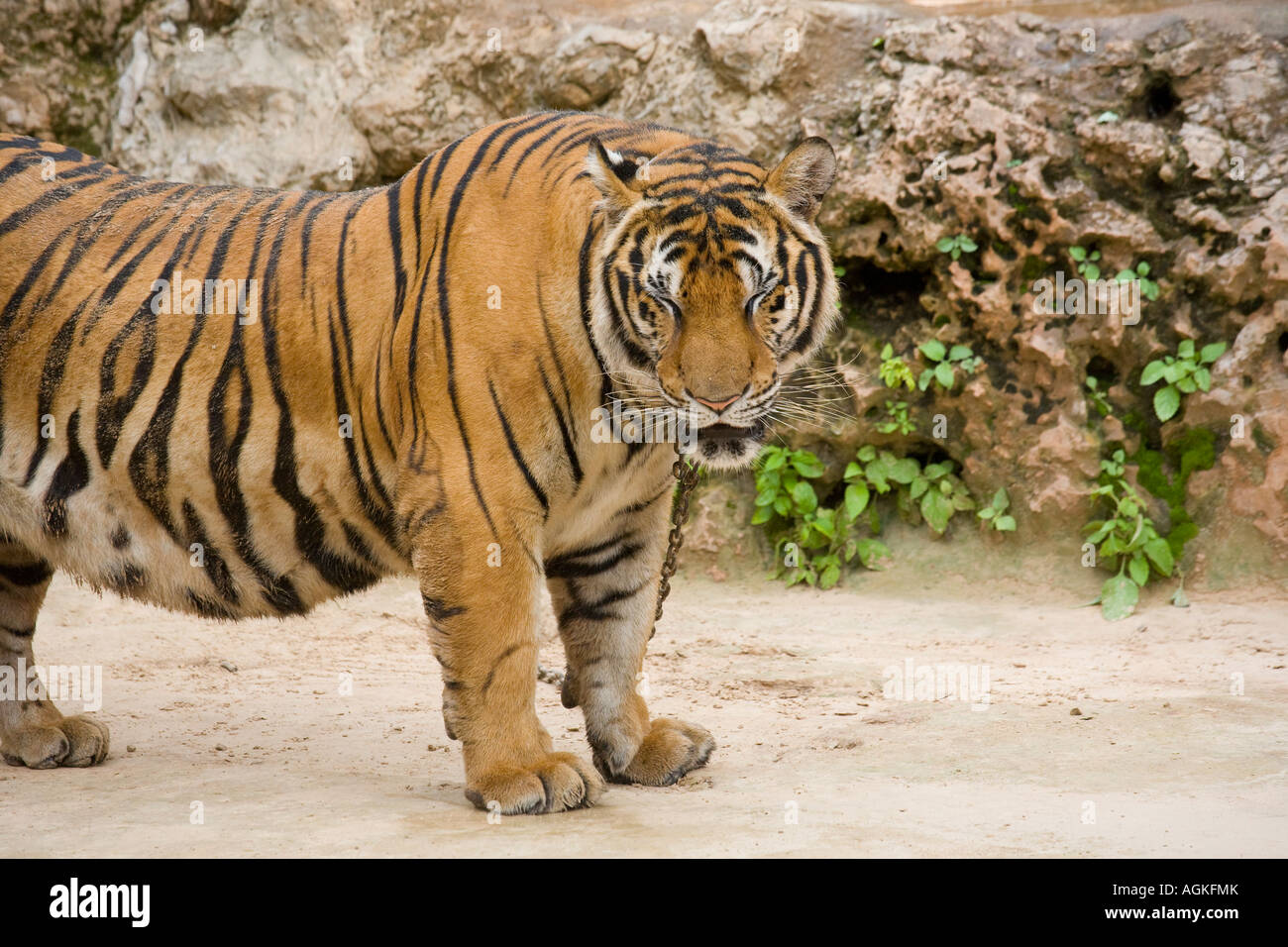 Tiger am Kanchanaburi Tiger Tempel; Gefangene Tiere in Zuchtprogramm und als teure Touristenattraktion Thailand, Asien verwendet Stockfoto