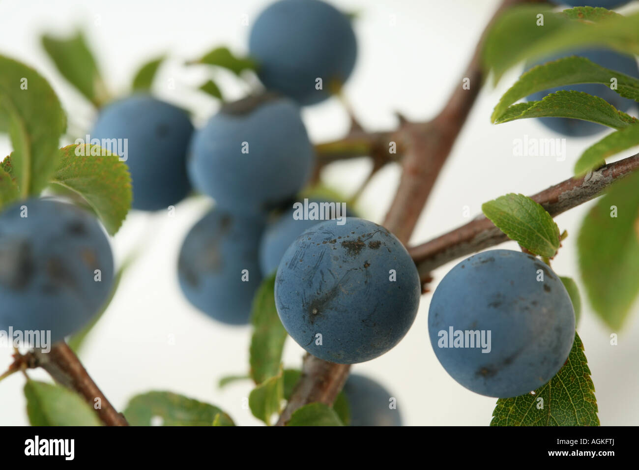 Schlehe Beeren auf dem Zweig der natürlichen Zutaten für Sloe Gin ein festliches Weihnachts-drink Stockfoto