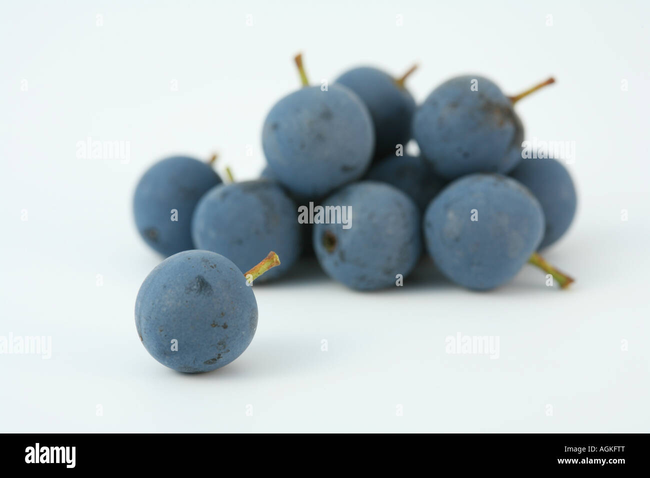 Schlehe Beeren Prunus Spinosa Blackthorn Sloe Gin natürlichen Inhaltsstoffen Herbst Obst Xmas trinken Weihnachten farbige Likör aromatisiert Stockfoto