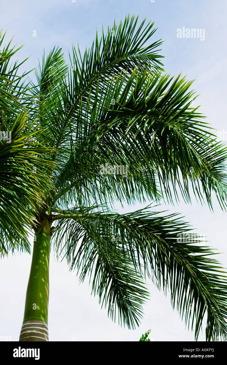 Niedrigen Winkel Ansicht einer Palme Stockfoto