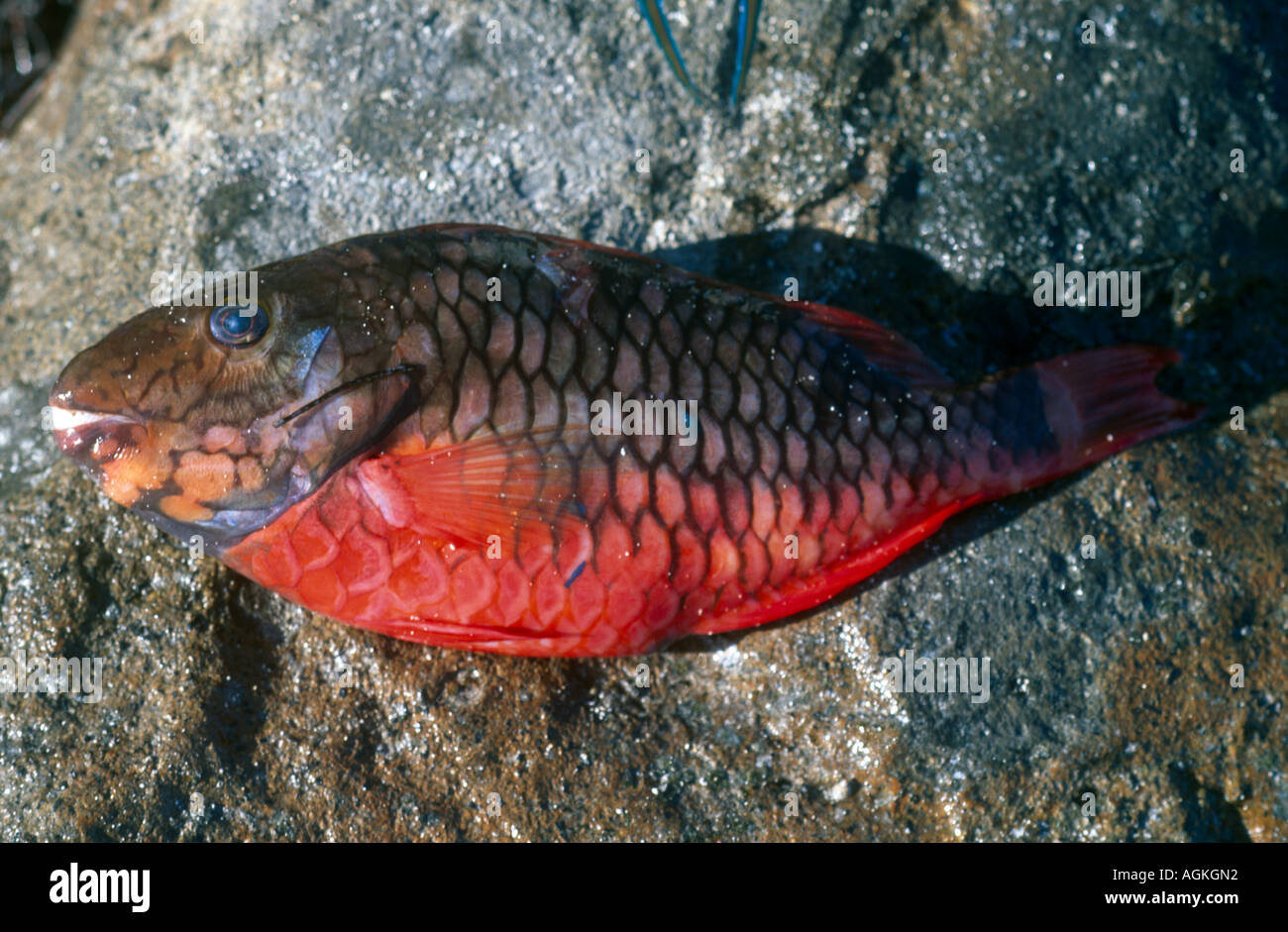 Nevis Nisbet Strand Fisch Stockfoto
