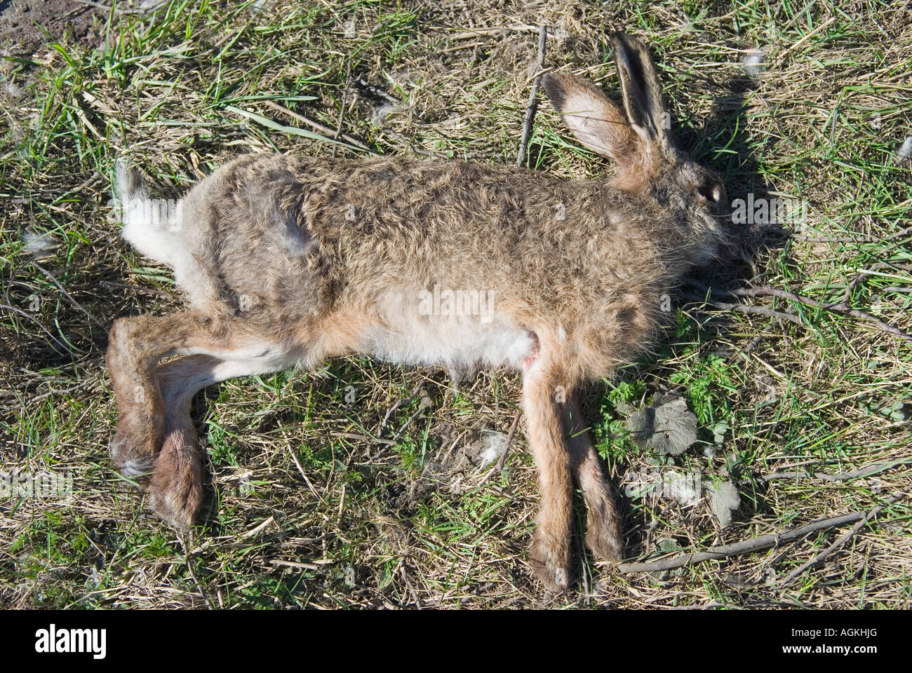 Feldhase tot -Fotos und -Bildmaterial in hoher Auflösung – Alamy
