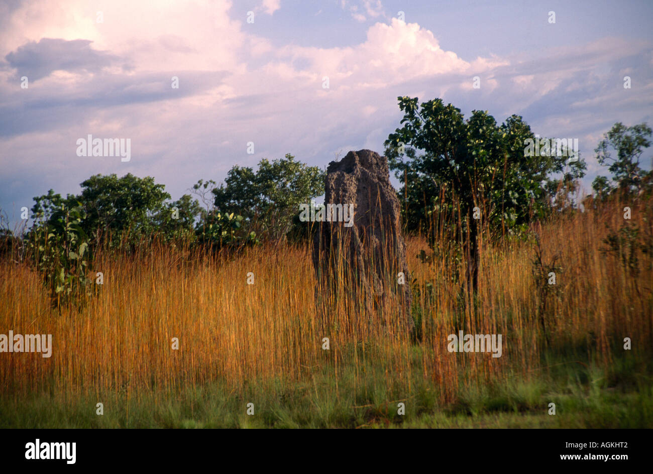 Kakadu Australien Speer Rasen & Kathedrale Termite Mound Stockfoto