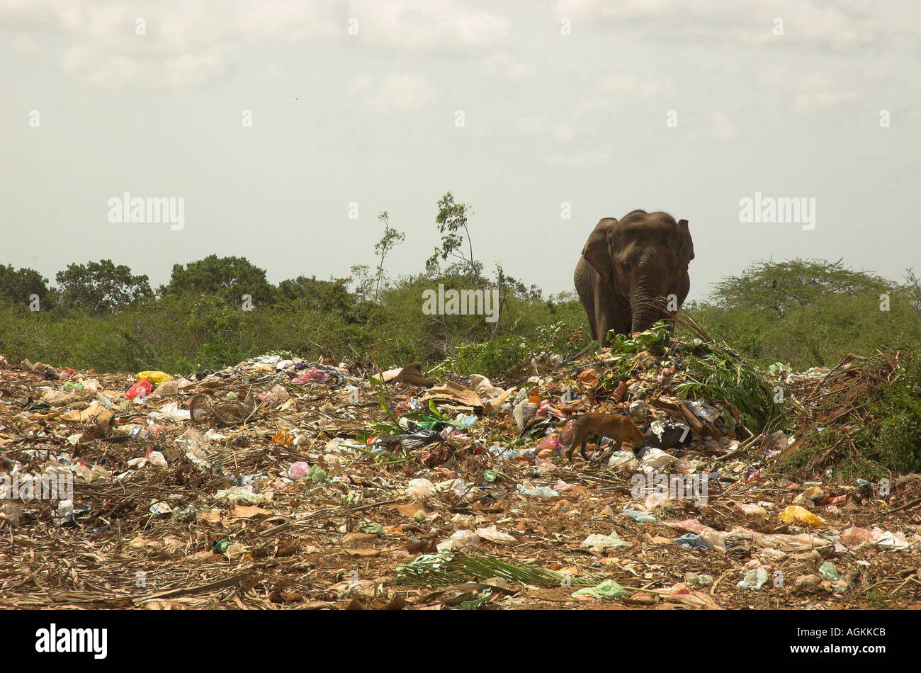 Sri Lanka Elefant auf Müllkippe Stockfoto