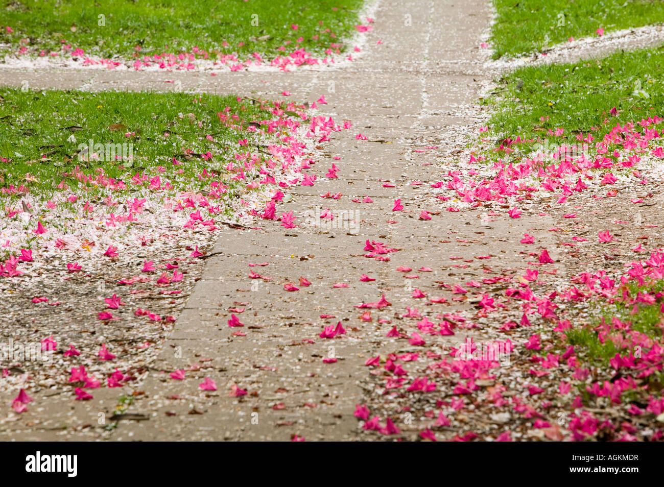 Spring Blossom Carpetting den Boden auf Keele University Campus, Keele, UK Stockfoto