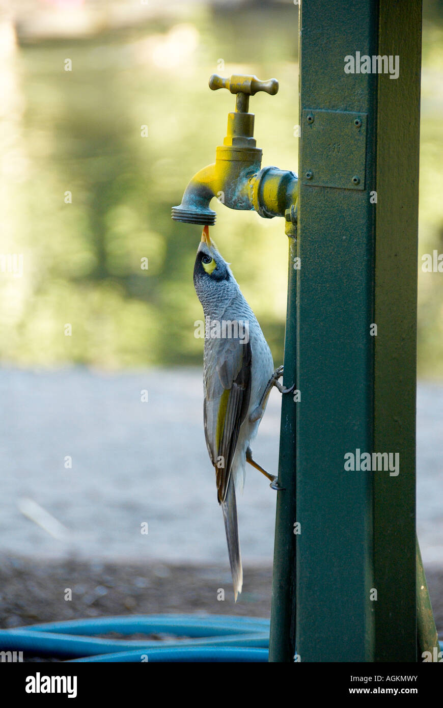 Laut kleine Vogel aus undichten Wasserhahn trinken Stockfotografie - Alamy