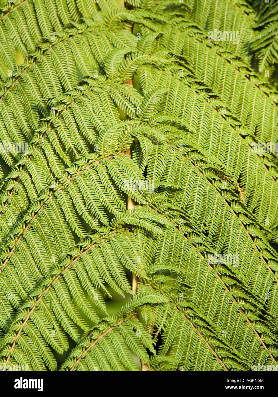 Muster der NZ Silber Baumfarn Wedel Cyathea dealbata Stockfoto